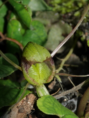 Corybas walliae