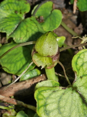Corybas walliae