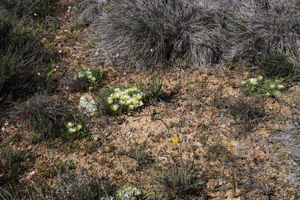 Mesembryanthemum olivaceum Schltr. 2