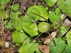 Corybas walliae
