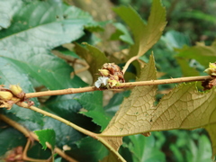 Rubus reflexus hui