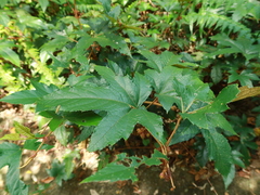 Rubus reflexus hui
