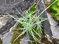 Dianthus acicularis