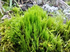 Flexitrichum flexicaule