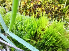 Flexitrichum flexicaule