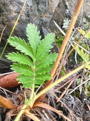 Potentilla longifolia