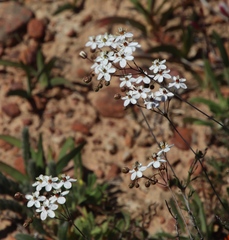 Pharnaceum aurantium