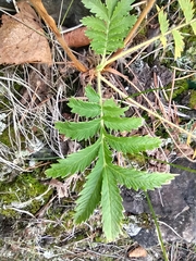 Potentilla longifolia