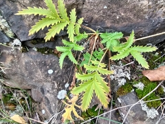 Potentilla longifolia