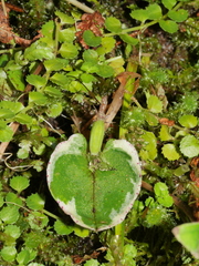 Corybas hatchii