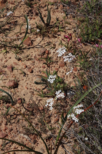 Image of Pharnaceum aurantium by (c) Tony Rebelo, some rights reserved (CC BY-SA)