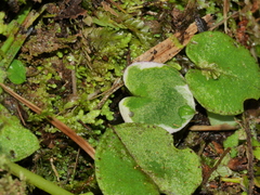 Corybas hatchii
