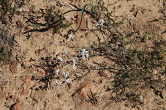 Pharnaceum aurantium