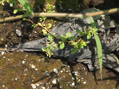 Glinus oppositifolius