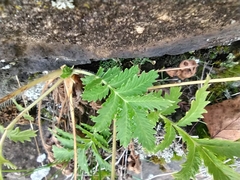 Potentilla longifolia