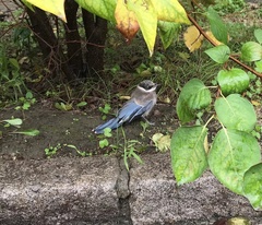 Cyanopica cyanus