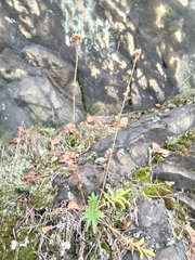Potentilla longifolia
