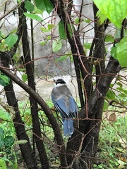 Cyanopica cyanus