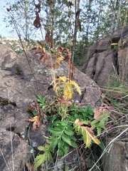 Potentilla longifolia