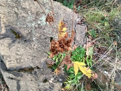 Potentilla longifolia