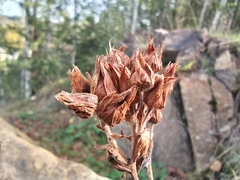 Potentilla longifolia