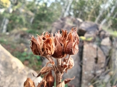 Potentilla longifolia