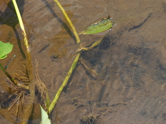 Dermogenys pusilla