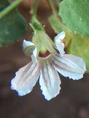 Goodenia grandiflora