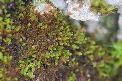 Campylophyllum halleri