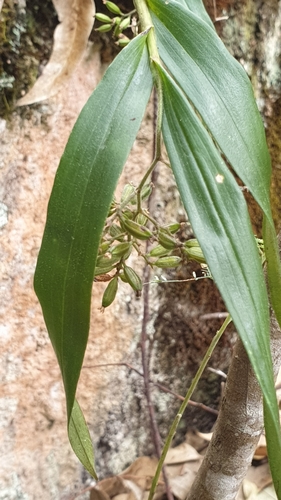 Polystachya fusiformis image