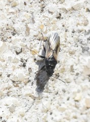 Metopoplax ditomoides