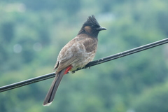 Pycnonotus cafer