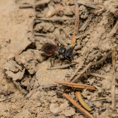 Sphecodes pellucidus