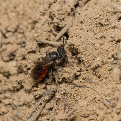 Sphecodes pellucidus