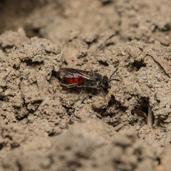 Sphecodes pellucidus
