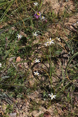 Pauridia serrata albiflora