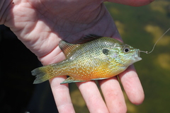 Lepomis marginatus