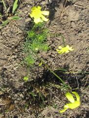Euryops laxus