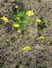 Euryops laxus