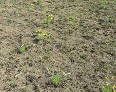 Euryops laxus