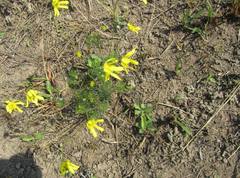 Euryops laxus