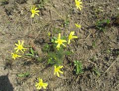 Euryops laxus