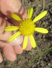 Euryops laxus