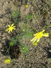 Euryops laxus
