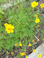 Tagetes lunulata