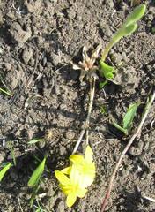 Hypoxis angustifolia