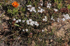 Pharnaceum aurantium