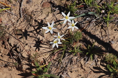 Pauridia serrata albiflora