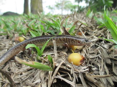Black-Tailed Bar-Lipped Skink photo 3