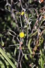 Crassothonna rechingeri